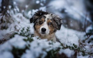 Картинка животное, собака, ветки, снег, аусси, природа, щенок, зима, морда, пёс