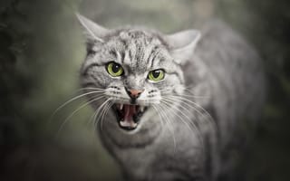 Картинка кот, макро, злость