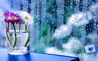 Картинка столик, капли, окно, маргаритки, стекло, стакан, дождь, цветы