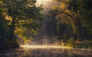 Картинка природа, река, дорожка, деревья, туман, утро, лес