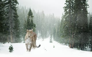 Картинка Персидский, природа, снег, ели, леопард, зима