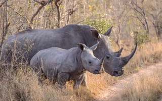 Картинка Животные, носорог