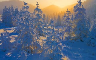 Картинка Владимир Рябков, ели, зима, деревья, ёлки, закат, природа, Якутия, холмы, снега