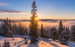 Картинка зима, утро, леса, дорога, природа, снег, туман, ели, тени, Allan Pedersen, солнце, лучи, деревья, пейзаж, Jorn Allan Pedersen