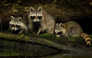 Картинка природа, raccoons, мордочки, family, nature, faces, семья, еноты, взгляд, look