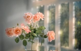 Картинка ваза, цветы, розы, лепестки, окно