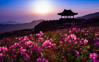Картинка пейзаж, закат, Южная Корея, природа, павильон, вечер, рододендроны, цветы, горы, Hwangmaesan