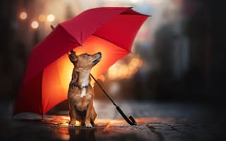Картинка животное, боке, дождь, мостовая, улица, собака, пёс, зонт