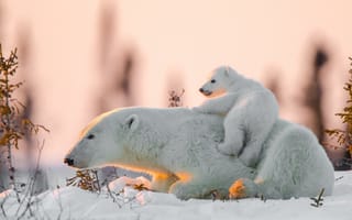 Картинка Канада, зима, снег, медведи, медвежонок, животные, медведица, закат, природа, хищники