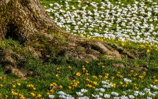 Картинка Крокусы, Много, Природа, Весна, Трава