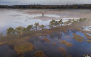 Картинка лес, болото, Илья Гарбузов, туман