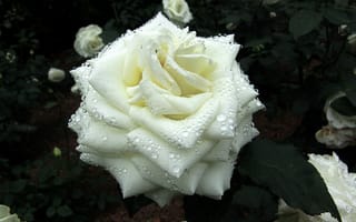 Картинка роза, белая, роса