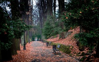 Картинка парк, аллея, скамейки, листья