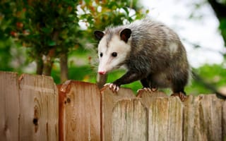 Картинка Texas, opossum, small marsupial, fence