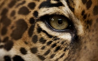 Картинка nature, eye, animals, Jaguar