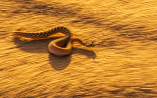 Картинка animals, desert, dangerous snake