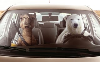 Картинка Volkswagen, Zone Temperature Control, Polar Bear, Camel