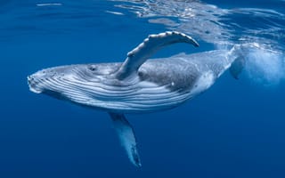 Картинка Whale, Ocean, Marine Mammals, Humpback Whale