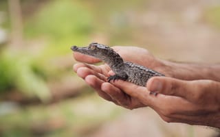 Картинка Wildlife, Baby Animal, Crocodile, Hands, Mexico