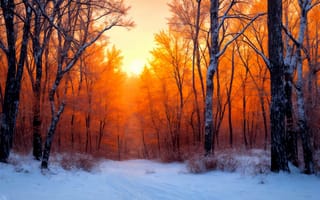 Картинка солнце, лес, снег