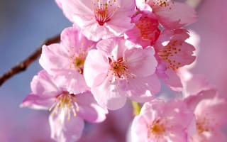 Картинка sakura, цветение, флора, Cherry Blossoms, ветка, весна, цветы
