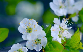 Картинка white, flower, spring, twig