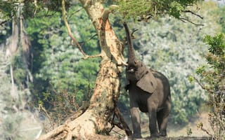 Картинка природа, африка, слон, дерево, хобот