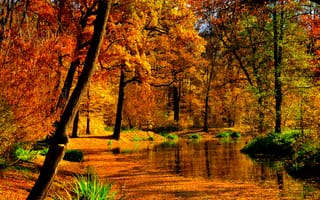 Картинка деревья, осень, пруд, пейзаж, лес