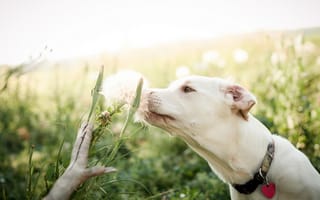 Картинка цветок, поле, лето, собака