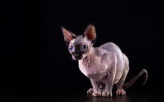 Картинка кот, голубые глаза, черный, кошка, сфинкс