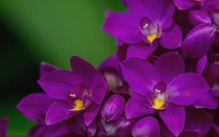 Картинка макро, лепестки, орхидея, лиловый