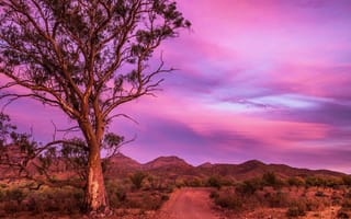 Картинка дорога, дерево, природа, горы, австралия