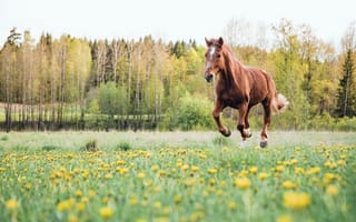 Картинка цветы, лето, деревья, лошадь, поле, конь