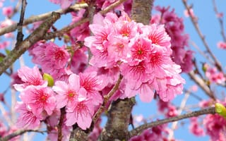 Картинка цветение, макро, blossom, весенние, flowering trees, ветки, сакура, весна