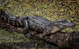 Картинка крокодил, аллигатор