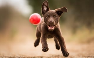 Картинка лапы, собака, бег, взгляд, щенок, мяч, игра, друг, лабрадор