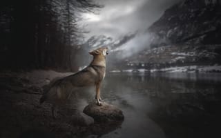 Картинка река, alicja zmysłowska, чехословацкий влчак, чехословацкая волчья, собака, горы, вой