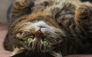 Картинка глаза, усы, взгляд, кошка, зеленые глаза