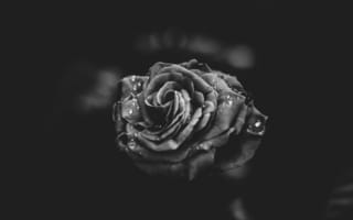 Картинка цветок, чёрно-белое, лепестки, роза, капли