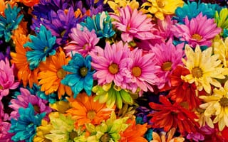 Картинка цветы, разноцветные, лепестки, colored daisies, tina logan, маргаритки