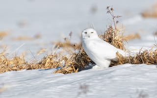Картинка сова, снег, птица, белая сова, полярная сова
