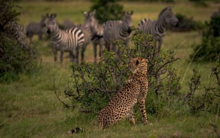 Картинка кусты, зебры, африка, кения, гепард, наблюдение, дикая кошка, охота