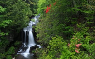Картинка лес, водопад, каскад, национальный парк никко, nikko national park, япония, хонсю, японии