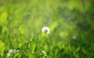 Картинка трава, семена, былинки, пушинки, одуванчик, зелень, дождь, цветок, пух