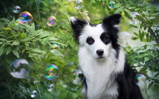 Картинка растения, собака, взгляд, друг, пузыри, бордер-колли, erell.b, wapi, мыльные пузыри