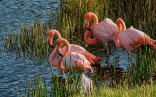 Картинка трава, заросли, озеро, водоем, птицы, фламинго, розовый фламинго