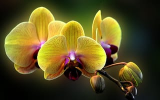 Картинка цветы, макро, фаленопсис, орхидея