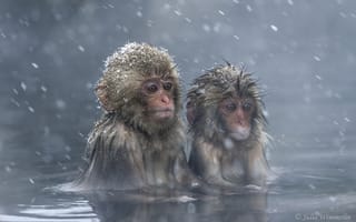 Картинка япония, снежные обезьяны, японский макак, макаки, обезьяны, мартышки