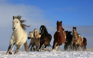 Картинка небо, бег, лошади, животные, снег, грива, кони, природа