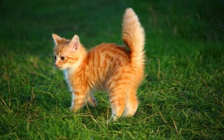 Картинка трава, кот, рыжий, кошка, котенок, мордочка, взгляд, усы